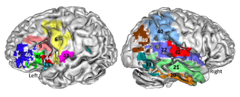 brodmann areas controversies