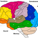 brodmann areas mapping brain regions