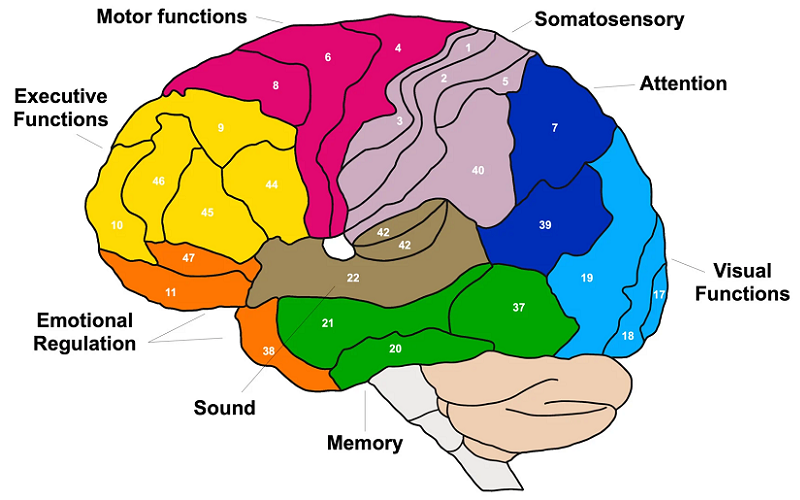brodmann areas mapping brain regions