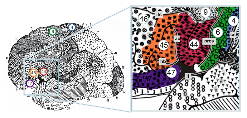 brodmann areas neuroscience