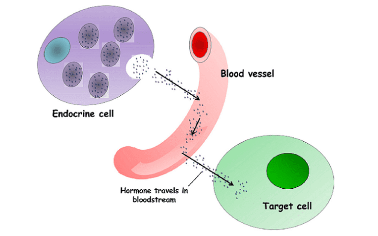 cholecystokinin gut hormone brain messenger