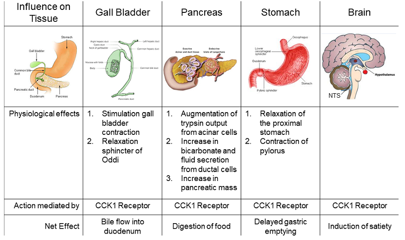 cholecystokinin in the gut