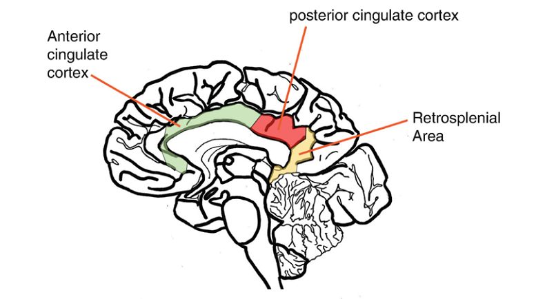 cingulate cortex neurological disorders