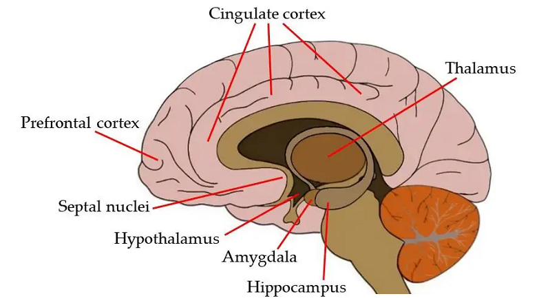 cingulate cortex functions