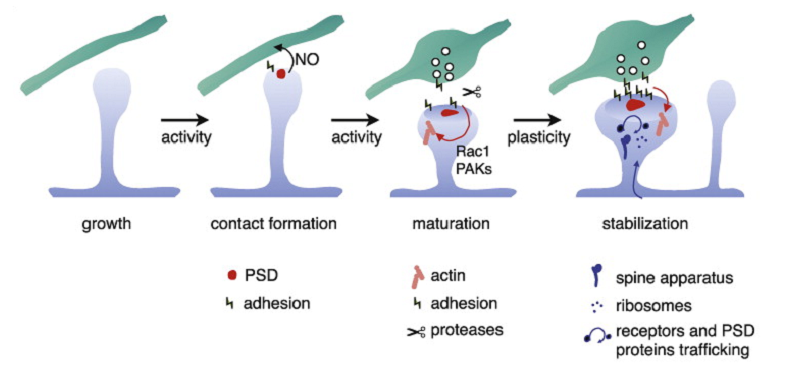 dendritic spines importance