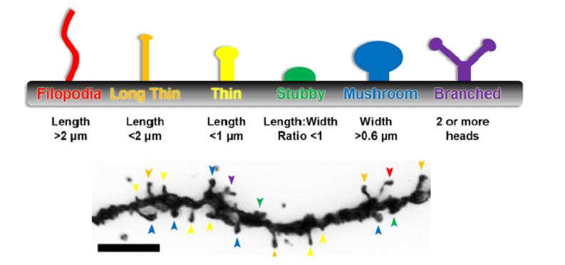 dendritic spines learning