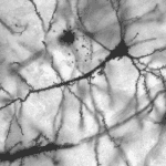 dendritic spines shape memory learning