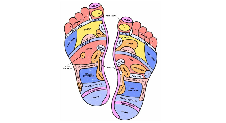 foot reflexology science