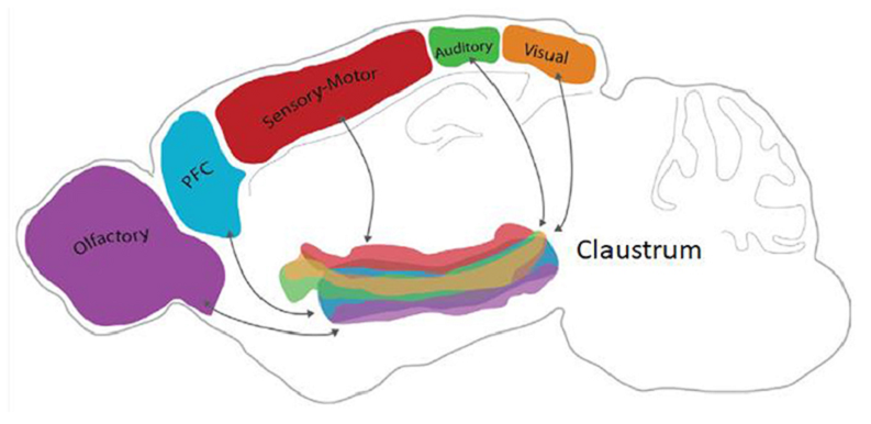 functions of claustrum