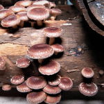 fungi nootropic mushrooms lions mane more