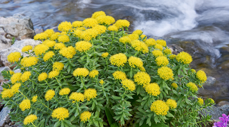 how aquatic plants affect brain