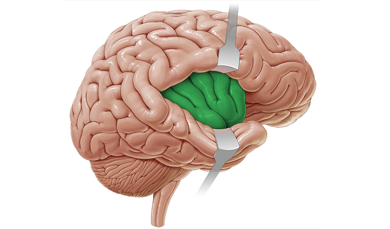 insular cortex background