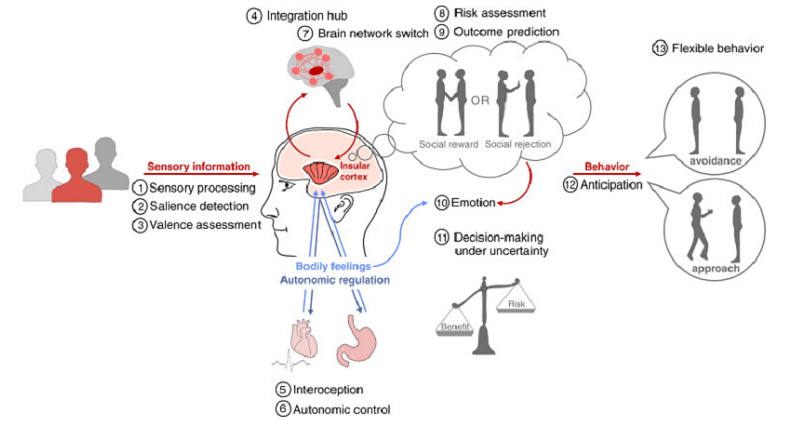 insular cortex functions