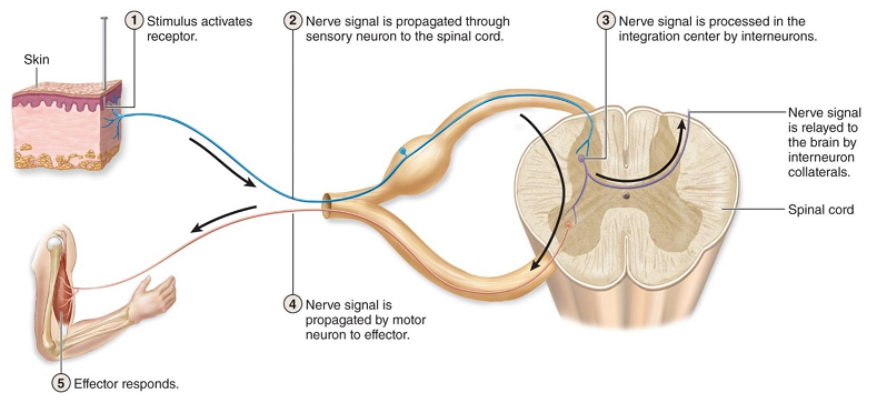 interneurons characteristics