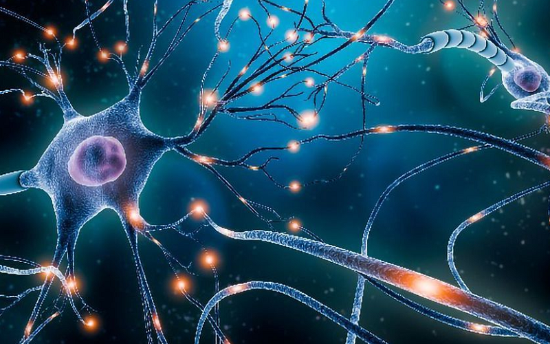 interneurons fine tuning neural pathways