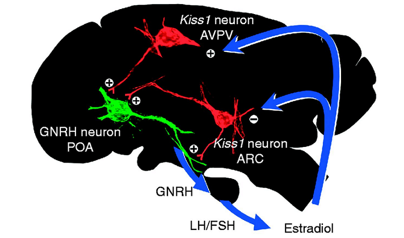 kisspeptin neurological importance