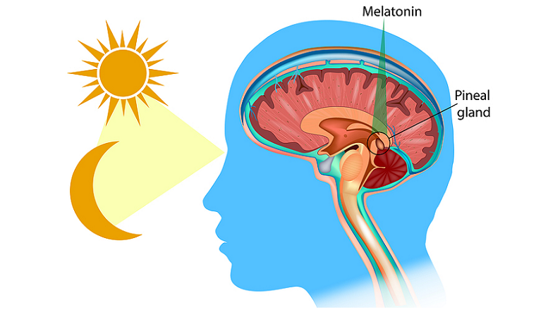 melatonin cognitive function