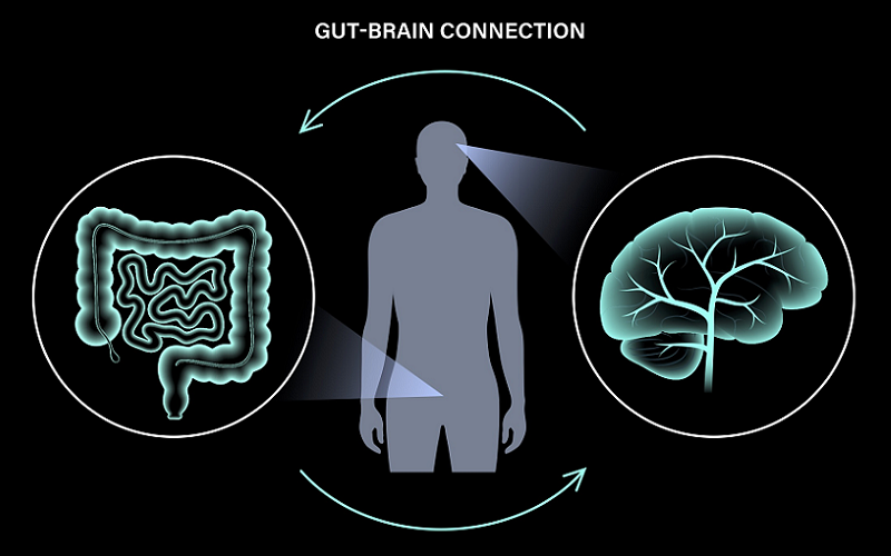 microbiome imbalances memory concentration