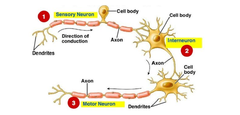 neural circuits interneurons