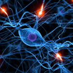 neuropods neurons immune cells connection