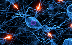 neuropods neurons immune cells connection