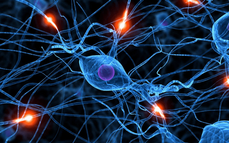 Neuropods: Unveiling the Mysterious Connection Between Neurons and ...