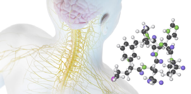 peptide hormones neurotransmitters