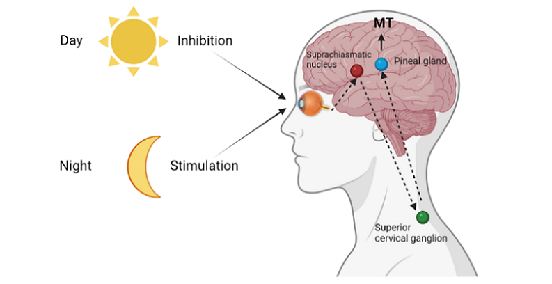 pineal gland immune system