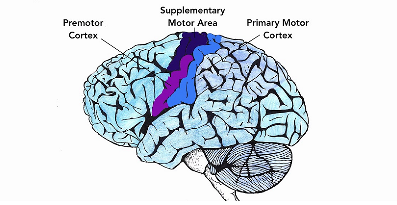 ppn and arousal