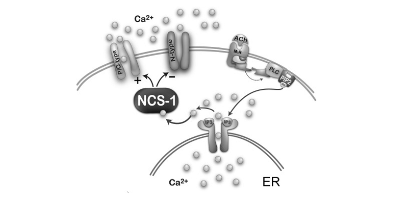 ppn location and structure