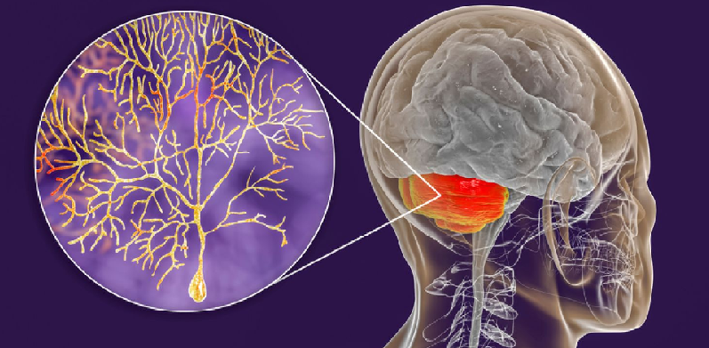 purkinje cells learning role