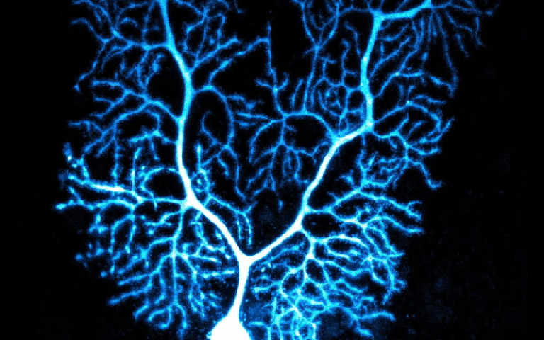 purkinje cells movement learning