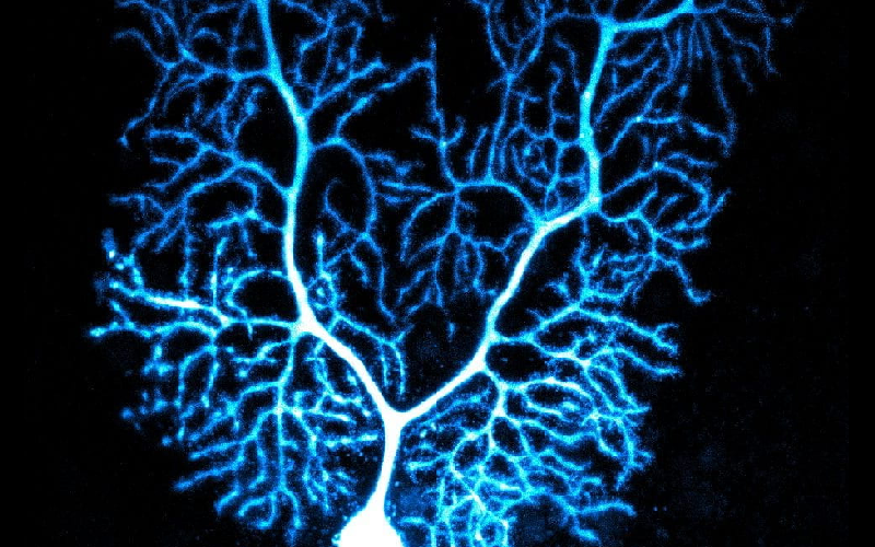 purkinje cells movement learning