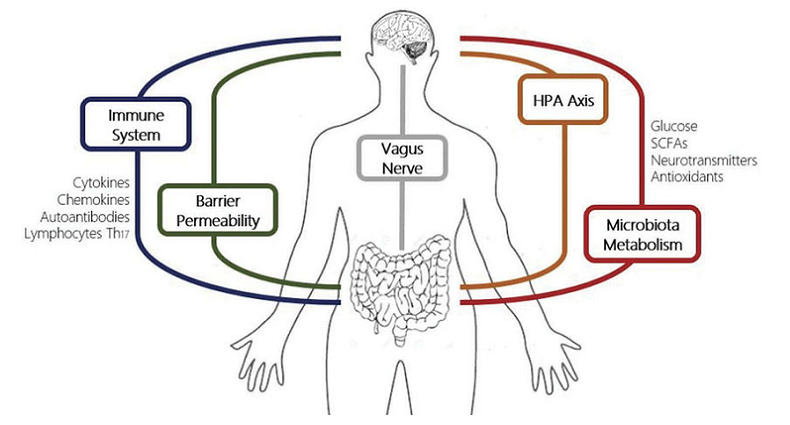 restoring healthy microbiome