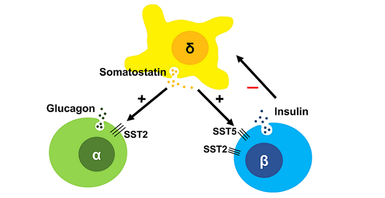 somatostatin cognitive decline