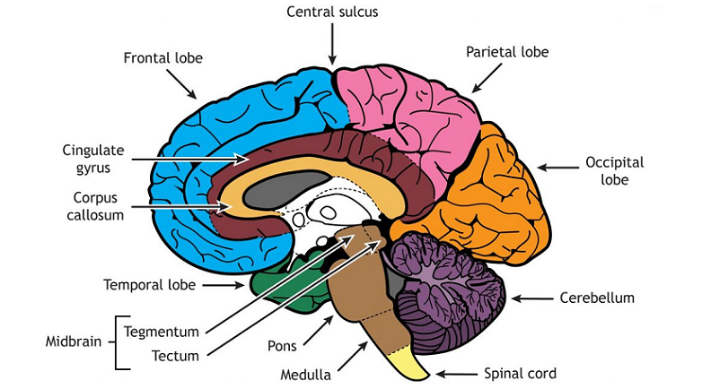 tectum relationship other brain structures