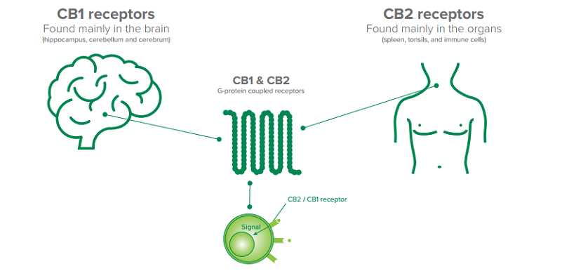 the endocannabinoid system