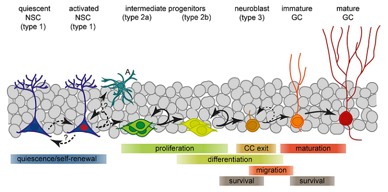 thyroid hormones neurogenesis link