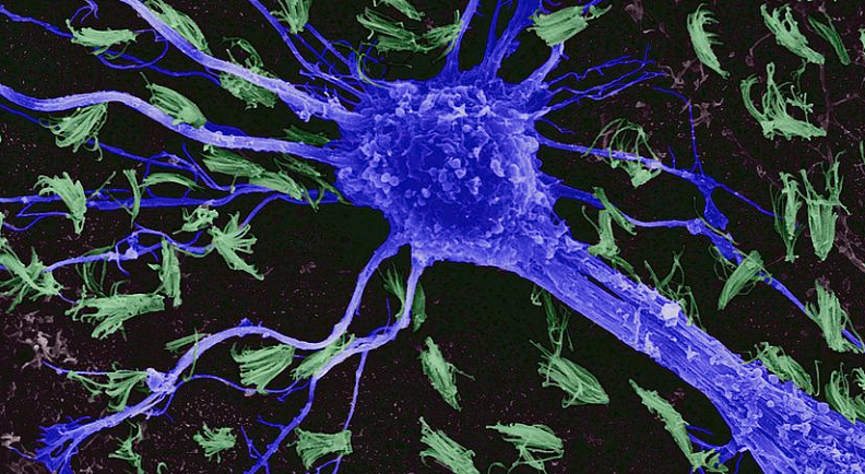 understanding astrocyte basics