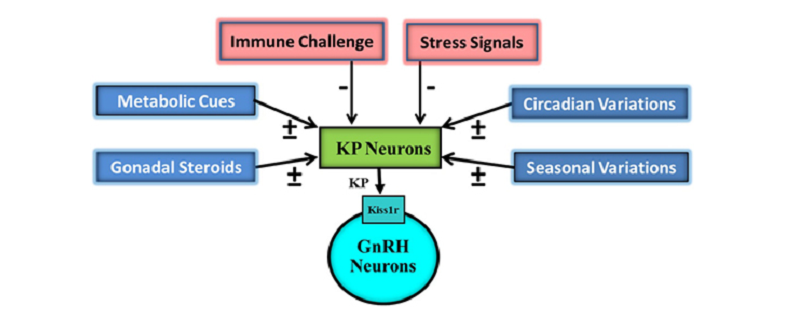 what is kisspeptin