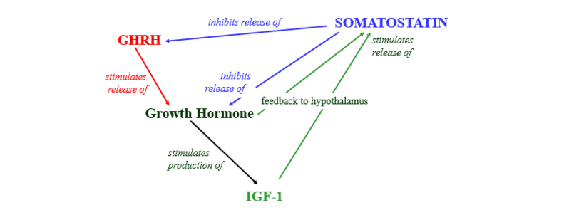 what is somatostatin