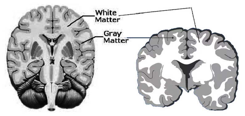 white matter anatomy