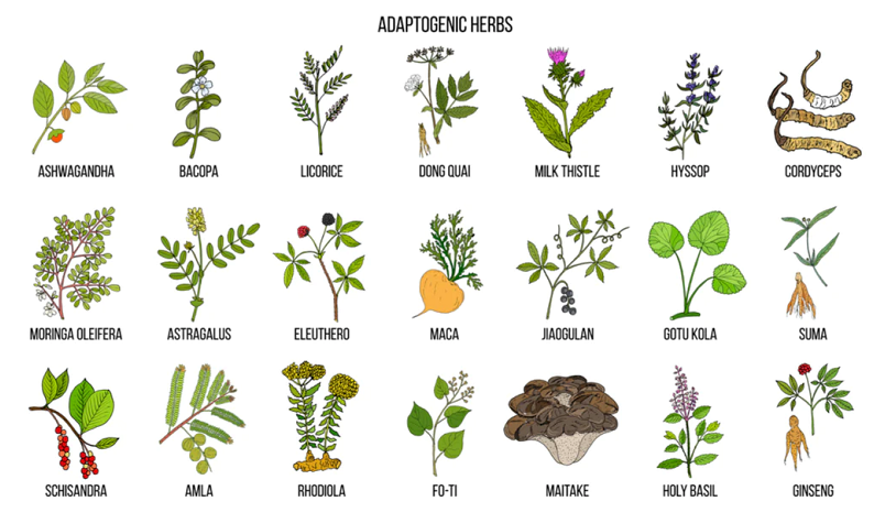 adaptogens as nootropics