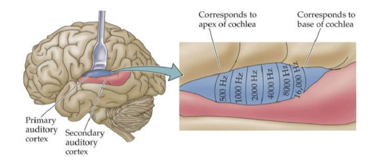 anatomy of the auditory cortex