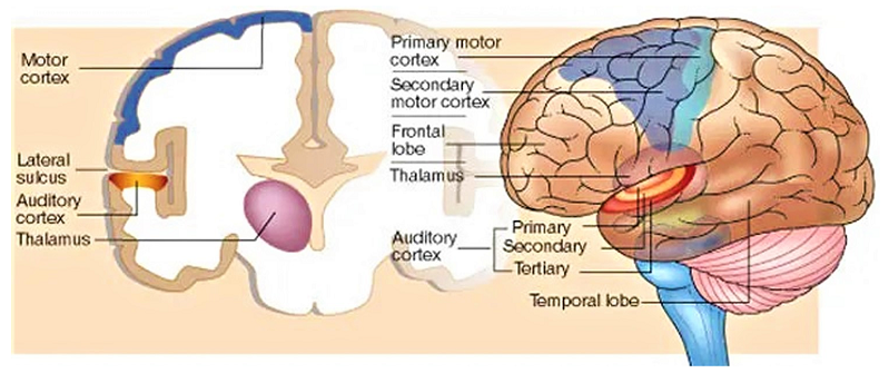 auditory cortex interaction with other brain regions