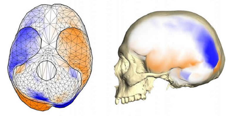 brain lateralization basic concepts