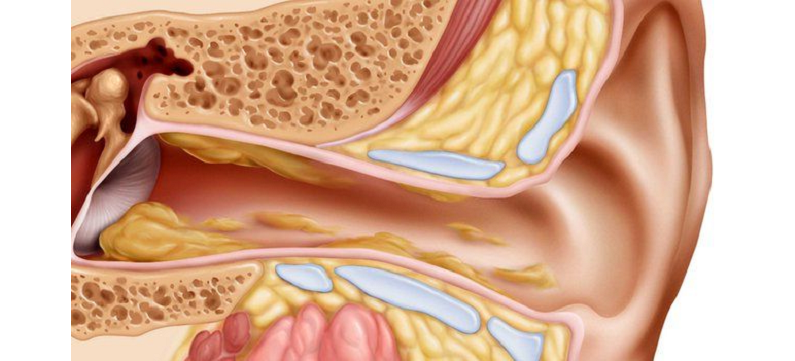 ear anatomy