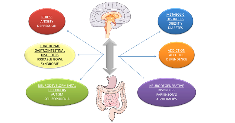 gut-brain axis function