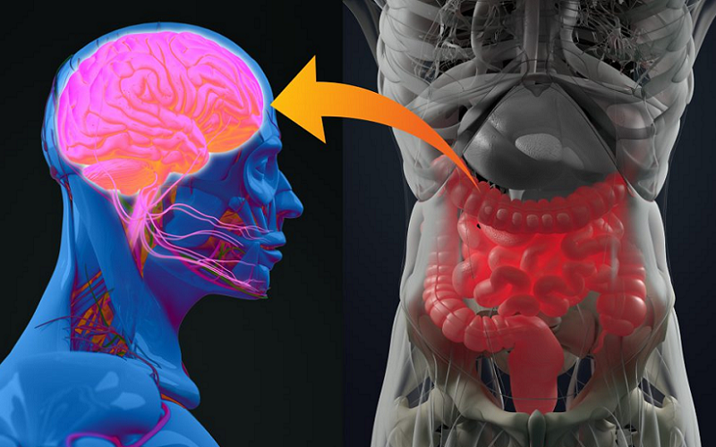 gut health nootropic efficacy relationship