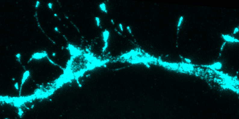 history of silent synapses